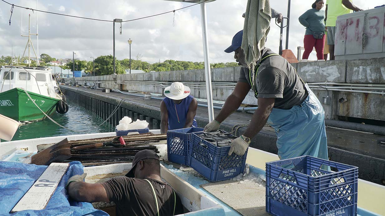 Fisherfolk landing a fresh catch beside colourful fishing boats at a Barbados jetty